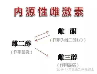 一邊是體重一邊是月經脂肪組織與雌激素的關係