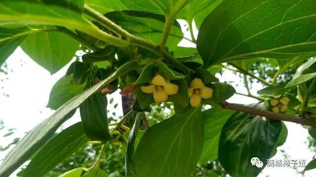 柿子花开 知乎