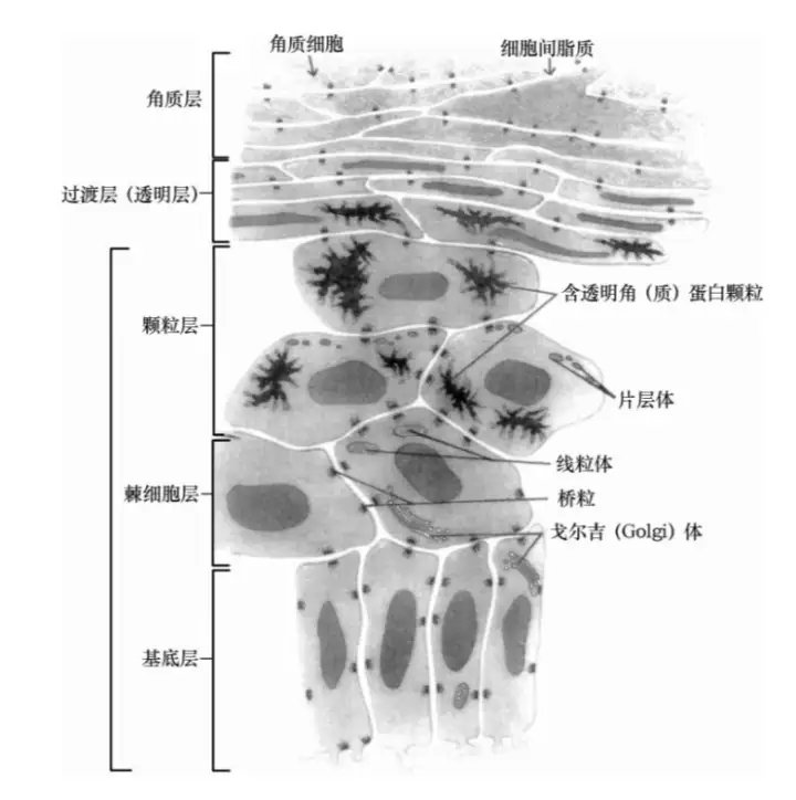 视黄醇护肤品真的被皮肤“吸收”了吗？ - 知乎