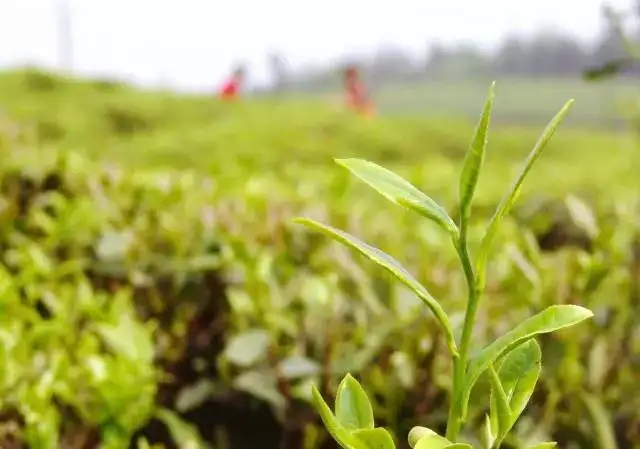 不看后悔（日本茶道欣赏）日本茶道演示，文化 03 | 日本茶道入门，读完这一篇就够了，1元2元店5元店进货渠道大全，
