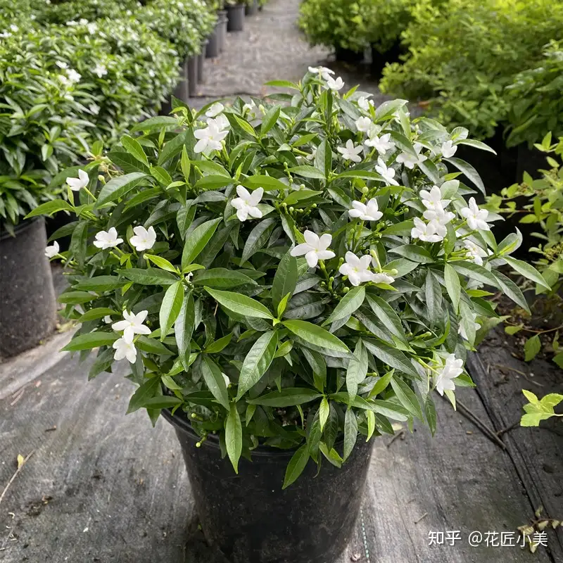 名字土得掉渣 但开花特别洋气 这27种花 被名字 耽误 了一生 知乎