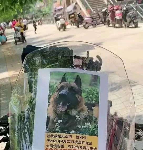 救援犬走丢后做出这三个反应 全网都被它的智商惊呆了 知乎