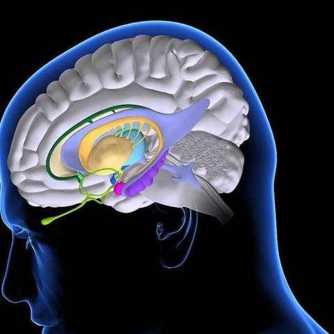 海马体照片多久能取 v2-5d4c95158976a8bbc747604da4ddf485_qhd.jpg