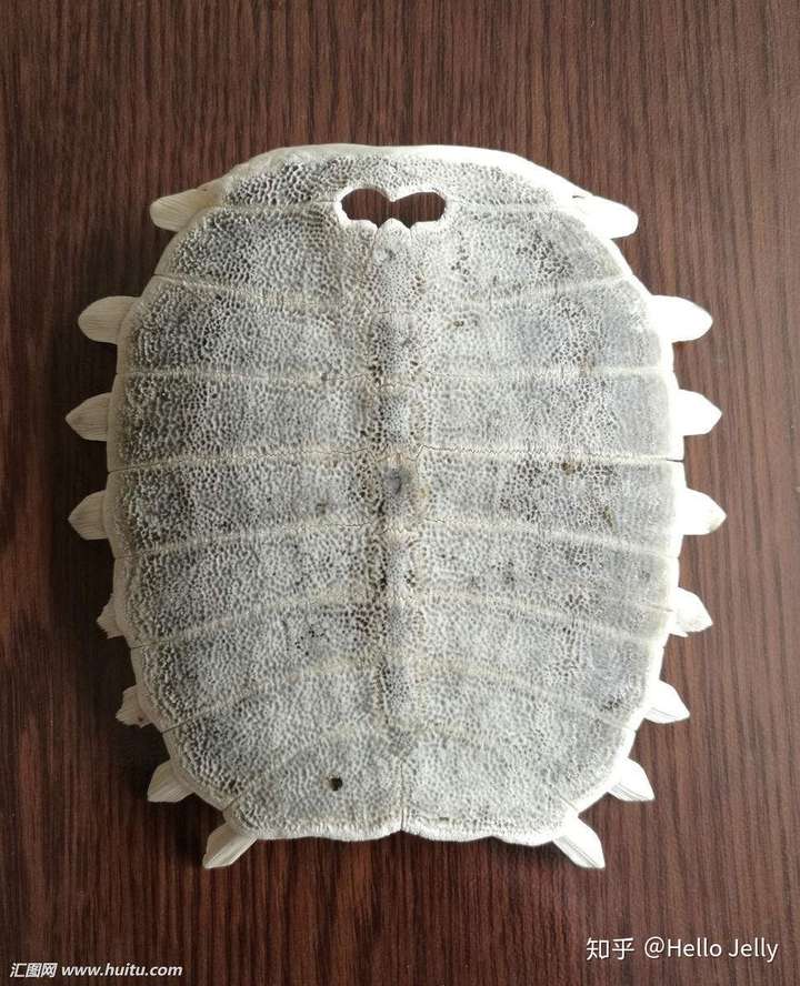 我妈妈以前会在米袋里放一个王八盖