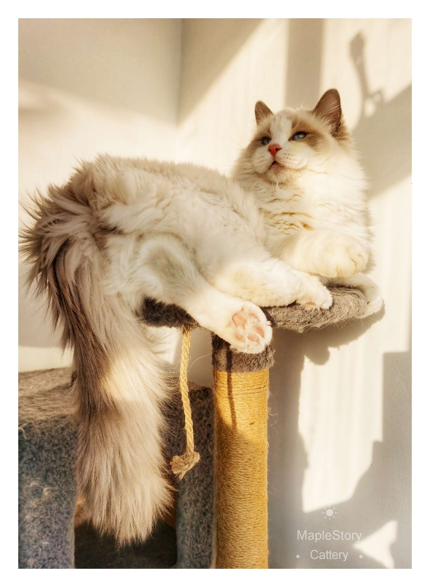 斯巴达有三百只猫