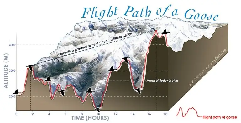 斑头雁迁徙| 飞越喜马拉雅山脉的策略- 知乎