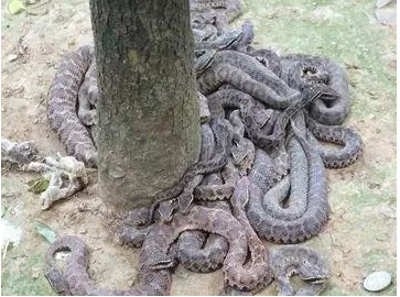 大连蛇岛是怎么来的?上面有多少蛇?