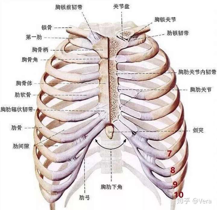 肋骨外翻可以有好身材么?