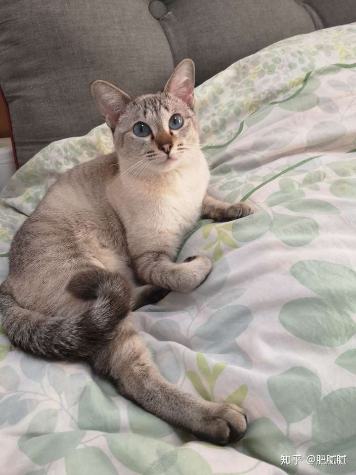 买了只虎斑暹罗.怎么这么黑?大家帮看下?