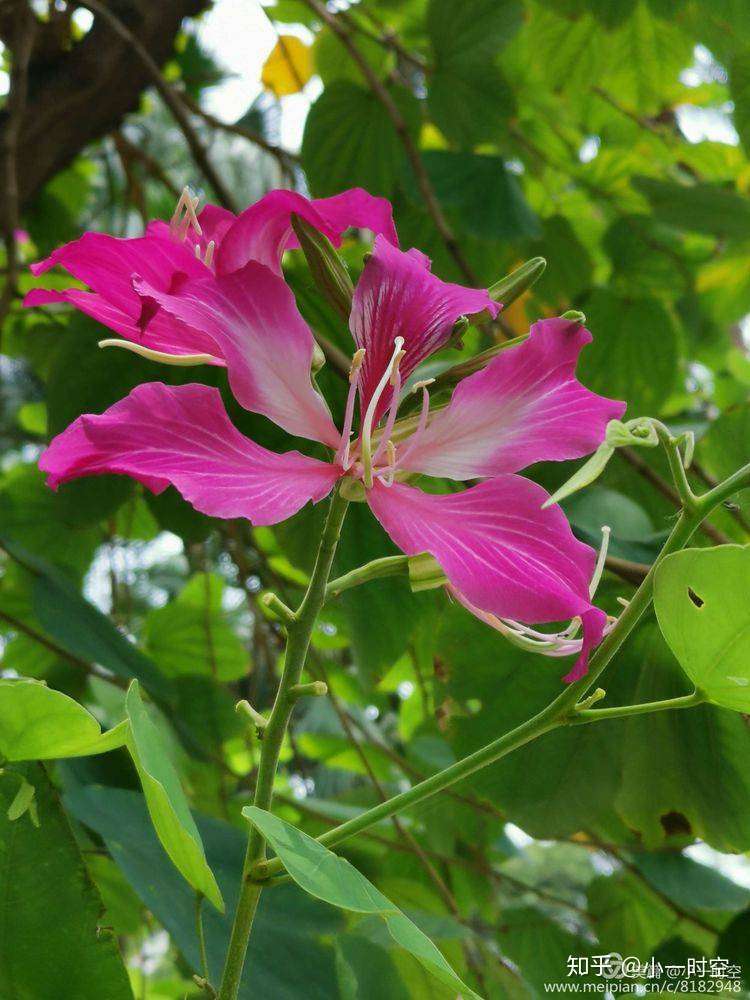 花花世界 夏日又见羊蹄甲 知乎