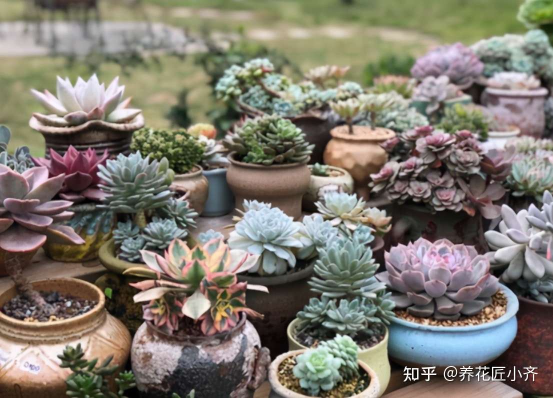 夏天养多肉 3种浇水方式不可取 正确浇水才能不黑腐 知乎