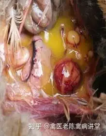 卵黄性腹膜炎怎么用药病毒性卵黄性腹膜炎鸭卵黄性腹膜炎防治特效药