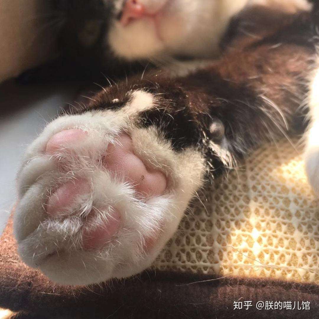 猫咪的汗腺在哪里 科普篇 知乎