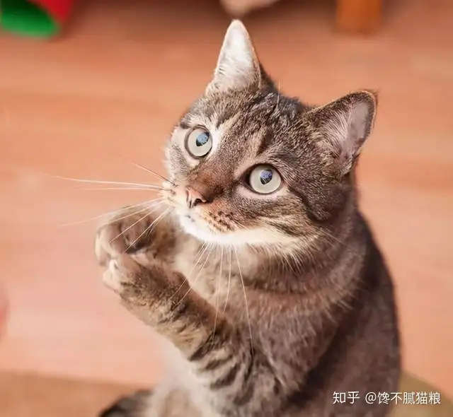 猫咪这6种行为是在向主人“喊救命”，你知道吗？