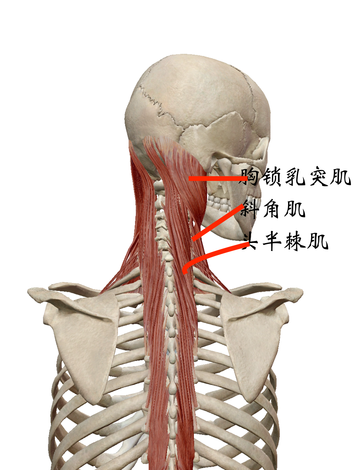 半棘肌起止点图片图片