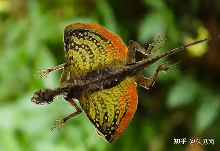 翼龙没有灭绝？东南亚有一种会“飞”的蜥蜴，还长着一对同党（翼龙是哺乳动物仍是爬虫类）