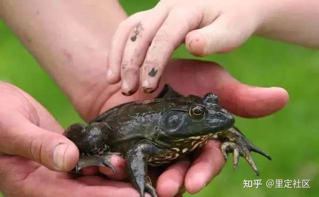 常見的15種動物和寄生蟲的關係!_寵物百科_星娛園