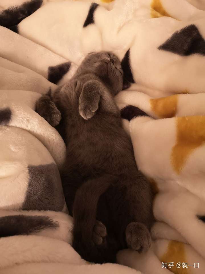 猫咪仰面朝天睡是表达信任了吗?