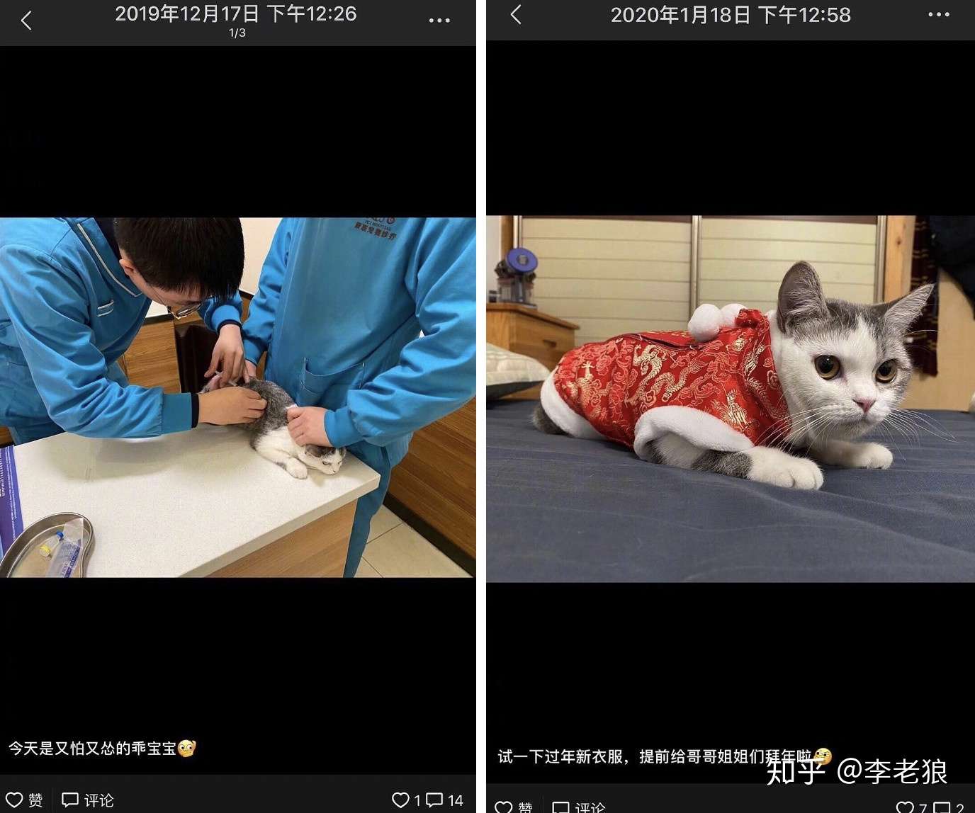 肺炎疫情下，一只宠物猫的自白- 知乎