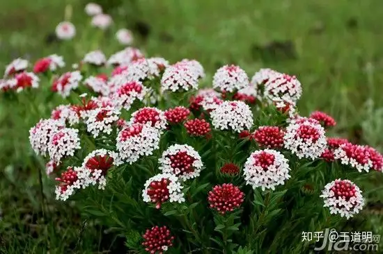 格桑花到底是什么花 知乎
