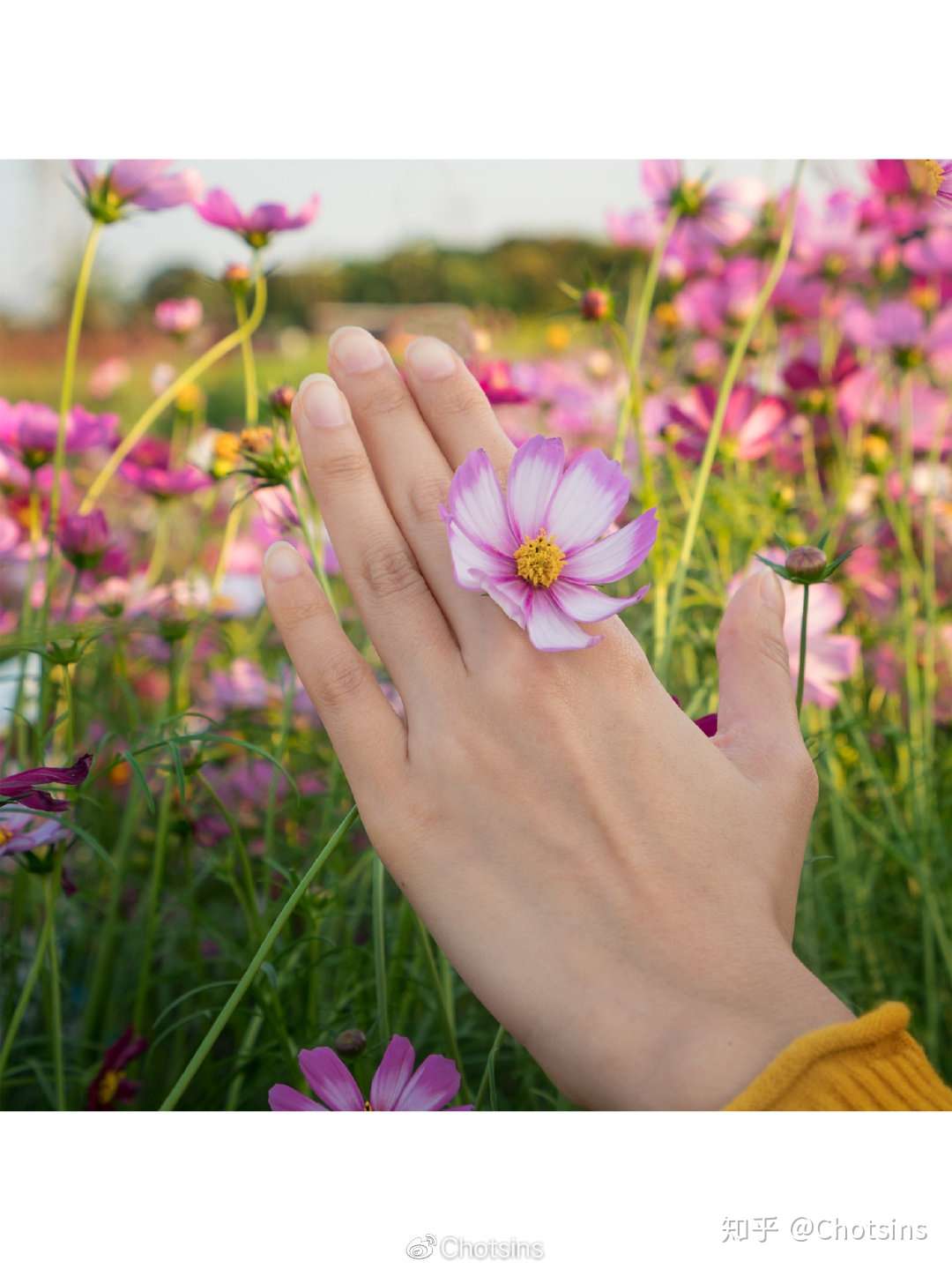 格桑花海 东莞春游赏花好去处 知乎