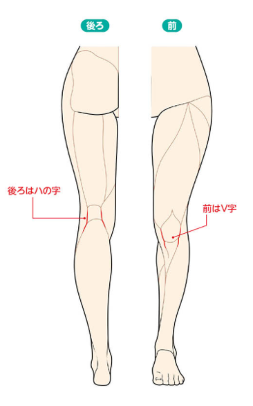 人體教科書新手小白都能看懂的人物腿部畫法教學