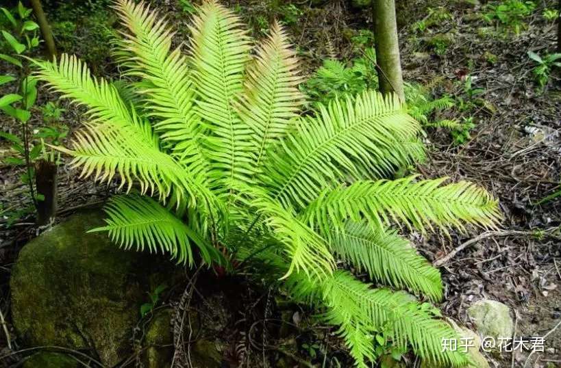 国家 级濒危珍稀蕨类植物 苏铁蕨 知乎