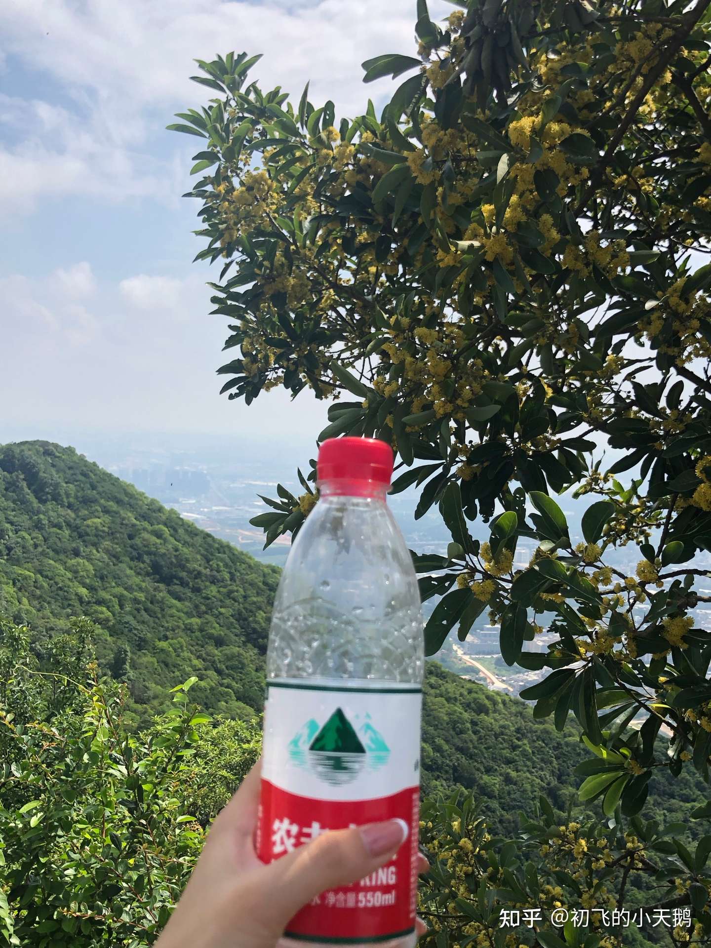 莲花山 知乎