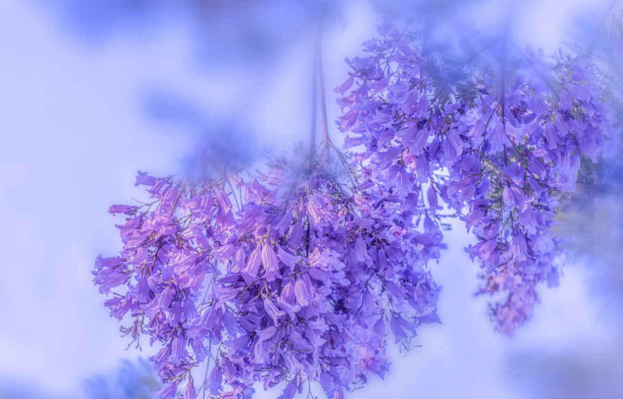 昆明五月旅游攻略 蓝楹花编制的紫色梦境 让昆明美成了童话世界 花期半个月 错过在等一年 知乎
