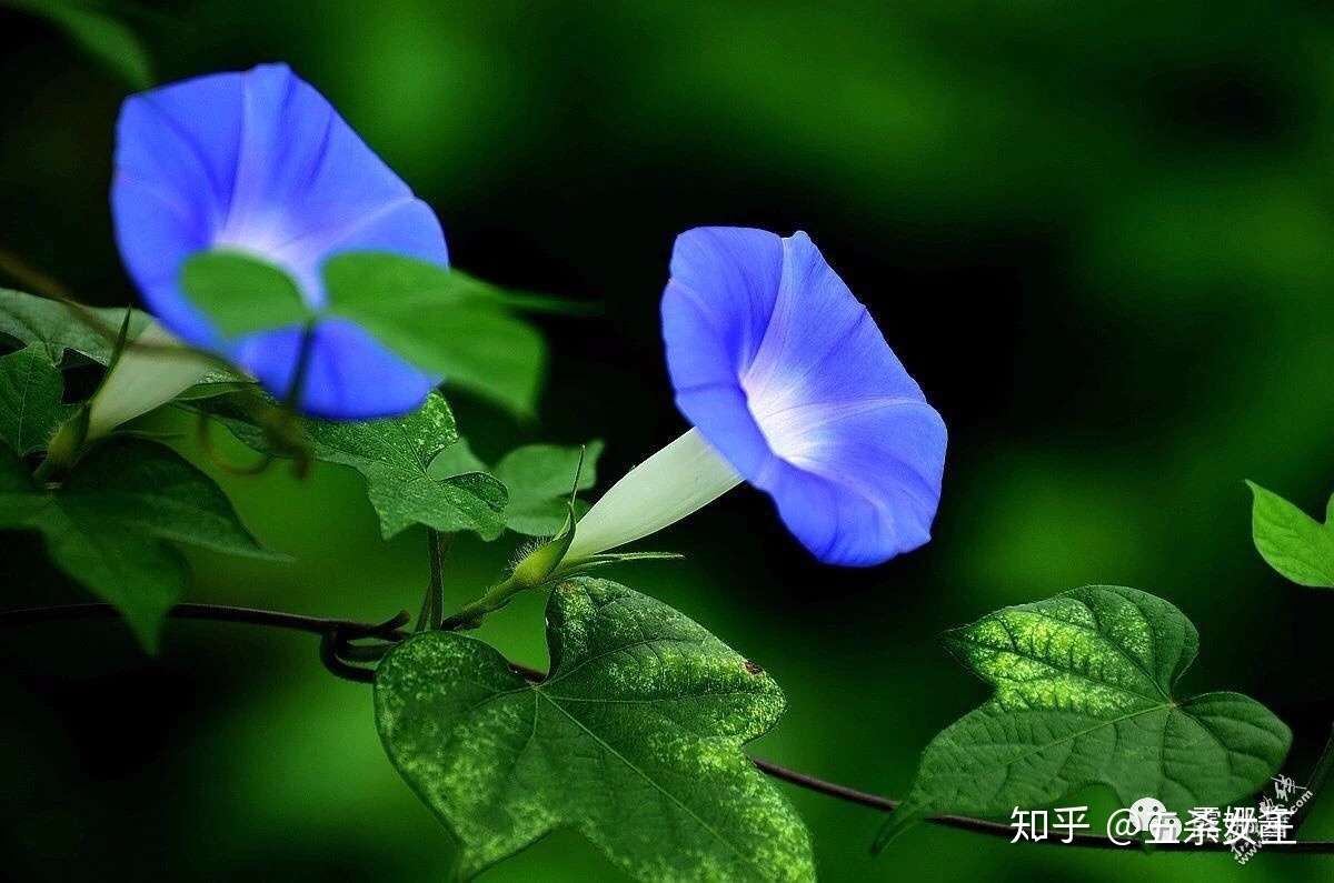 不是所有爬在墙上的 小喇叭 都叫牵牛花 上 花中 四颜 都是哪些花 知乎