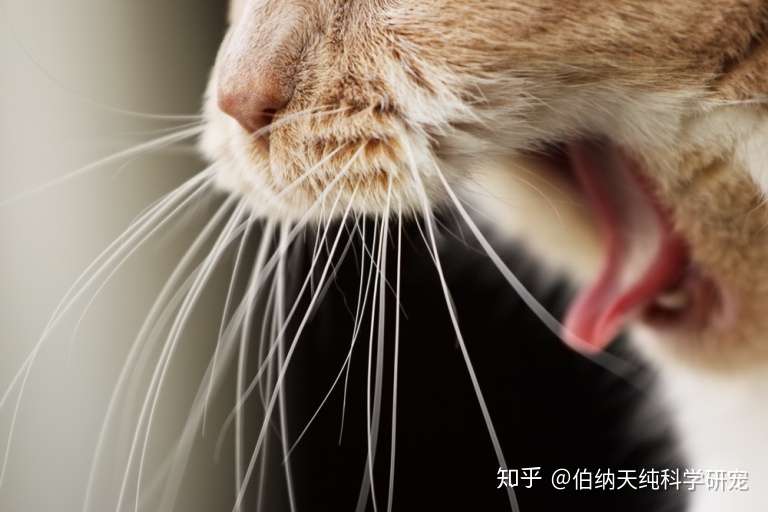 猫咪总是呕吐 你需要看看这篇文章 知乎