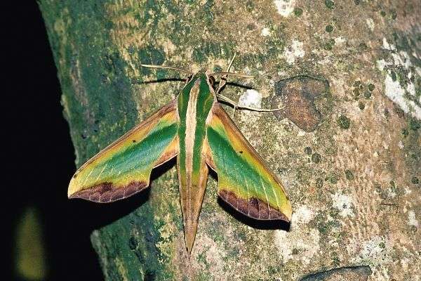 肯定是鳞翅目lepidoptera天蛾科sphingidae,幼虫腹末有一尾突或者叫