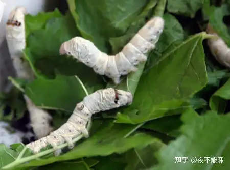 什么是小满？