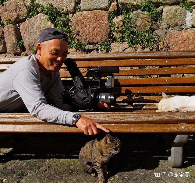 29年拍遍世界流浪猫 总结 吸猫是一件非常令人愉悦的事情 知乎