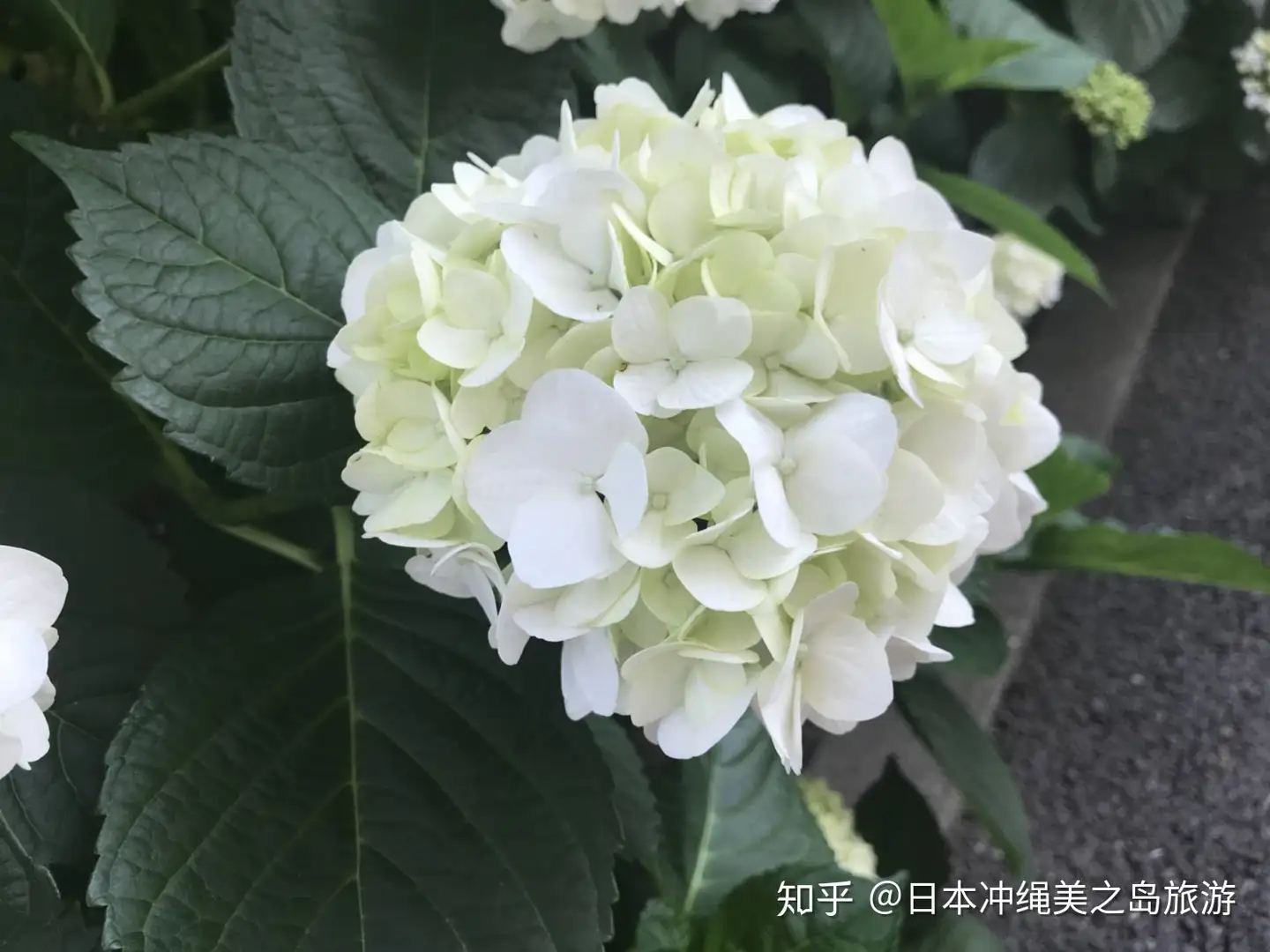 紫阳花 日本人的爱 知乎