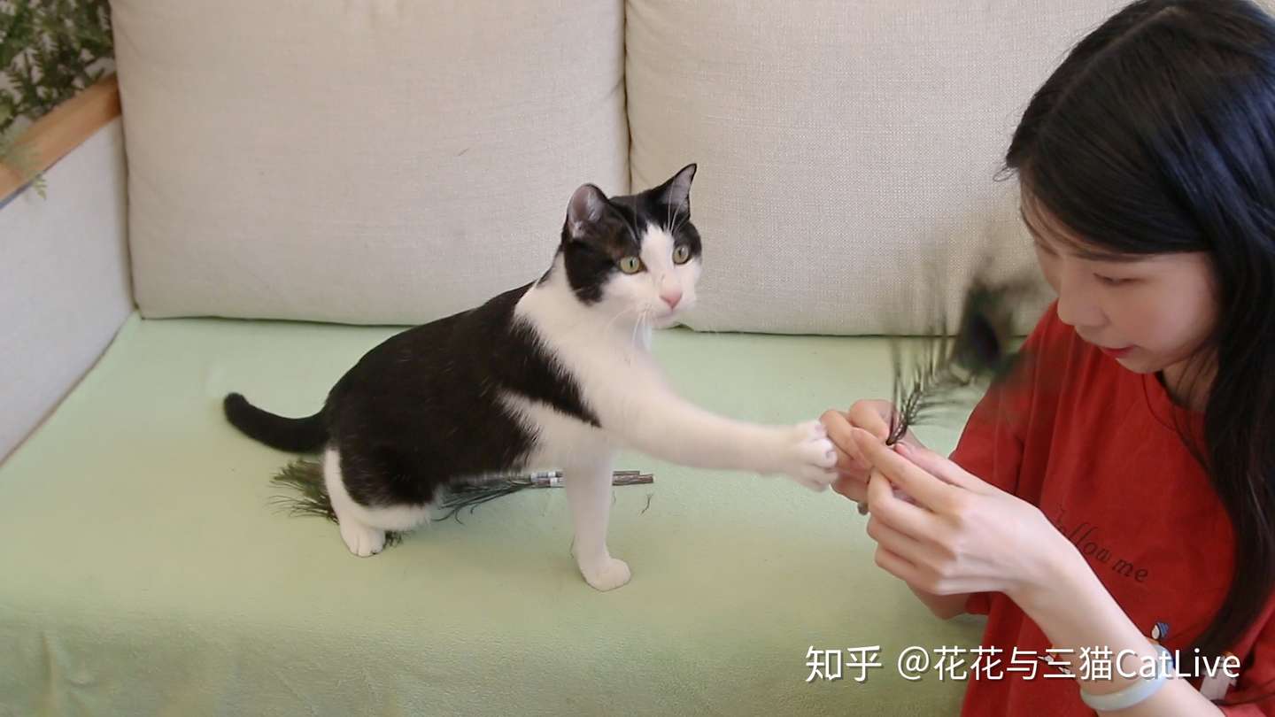 给猫咪买了猫薄荷玩具 猫玩疯了 知乎