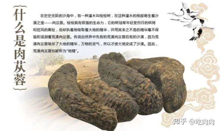 肉苁蓉的食用方法及功效