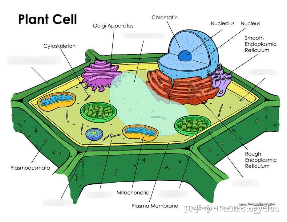 国际生物 细胞结构cell Structure 1 0 知乎