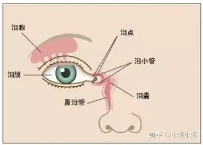 眼——鼻:經鼻淚管相通(