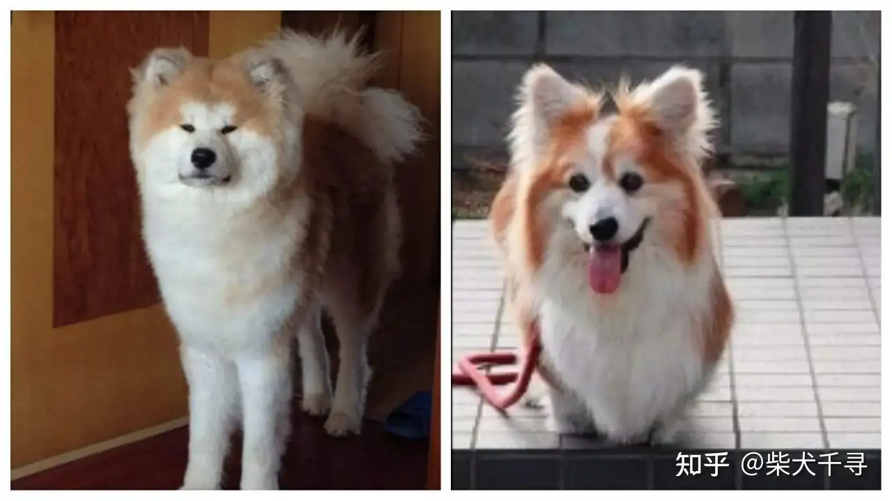 长毛柴犬丨串串or失格 知乎