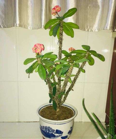 虎刺梅怎么养(虎刺梅的养护大全)插图(8) 虎刺梅怎么养(虎刺梅的养护大全)插图(8)