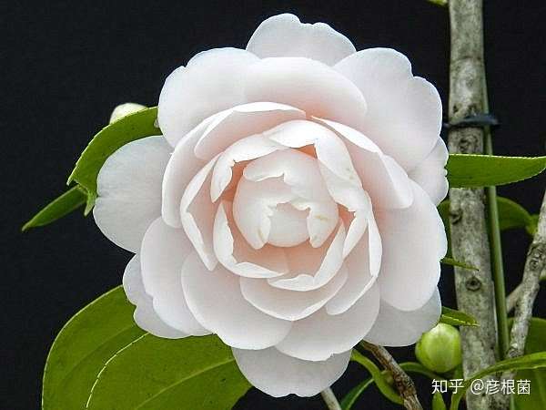 日本茶花100选 008 乙女 知乎