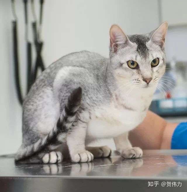 猫咪的肚子里怎么会有水 知乎
