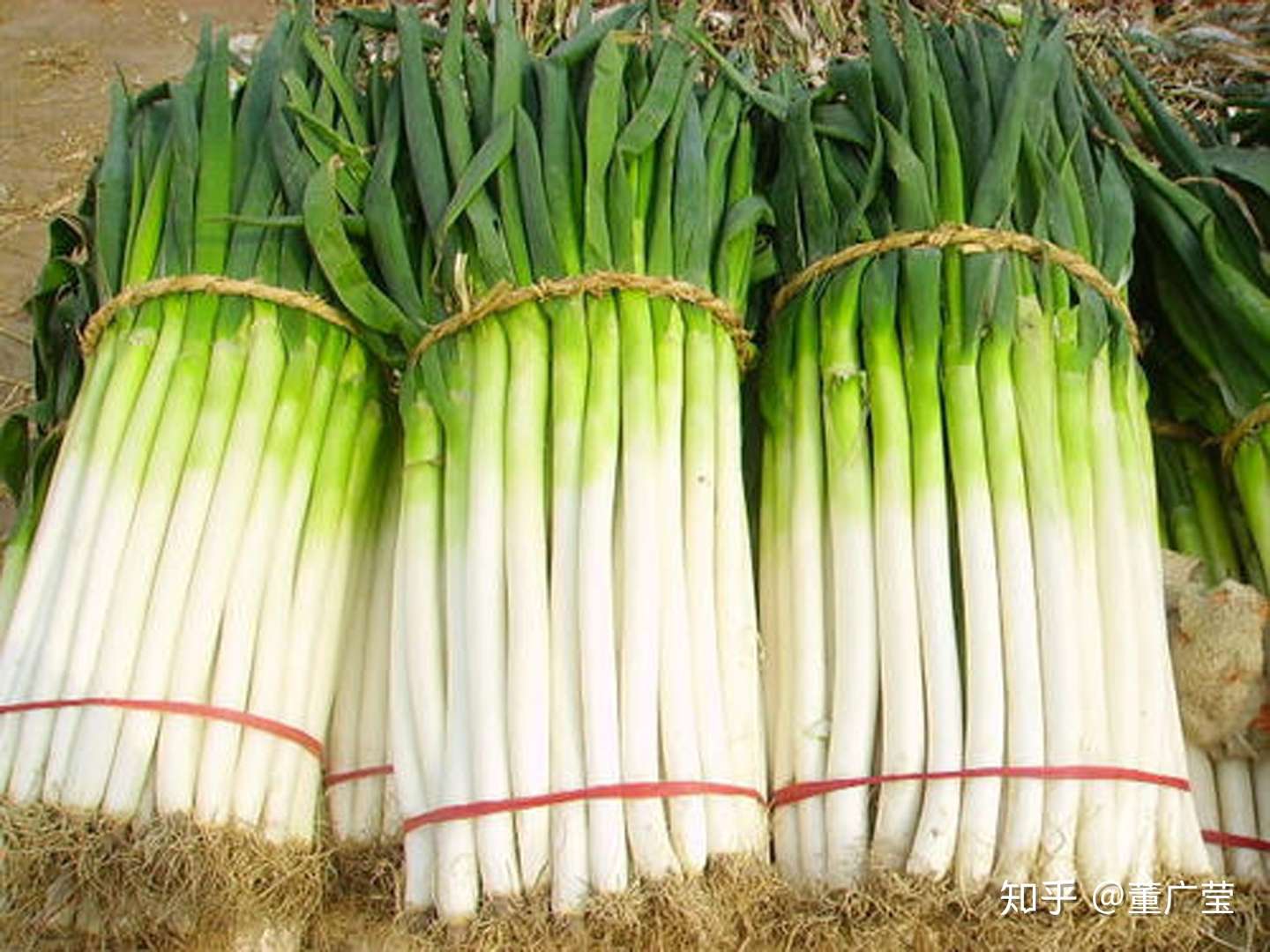 大葱价格牛气 葱 天 全国各地最新大葱价格 上涨的原因 盘点19种原产地大葱 为什么炒菜必放葱花呢 知乎