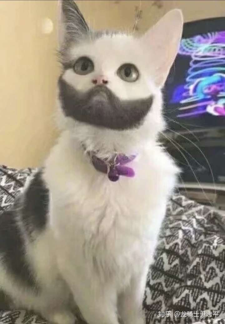 你见过最丑的猫是怎样的?