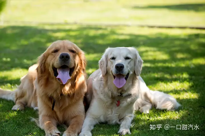 金毛犬的7大性格类型，你家的是哪种？（金毛幼犬的特点和性格）