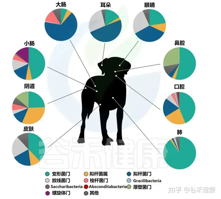 猫肠道菌群活跃度低的原因（猫狗肠道菌群—“主子们”的健康新领域）