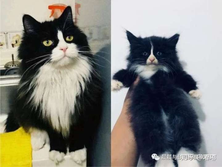 临清狮子猫vs布偶猫图片