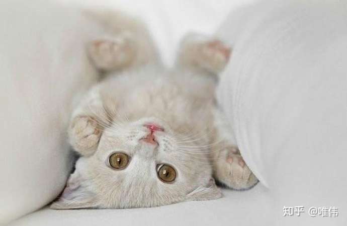 男不玩猫、女不玩狗,今天告诉你真正原因- 知乎