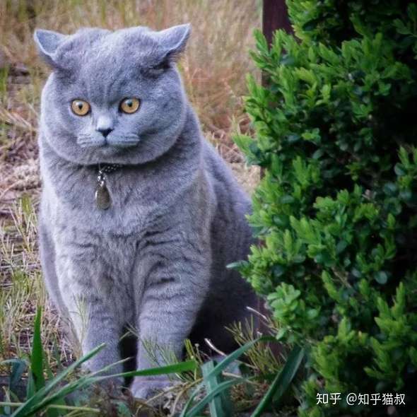 为什么养英短蓝猫的人这么多 蓝猫有哪些优点 知乎